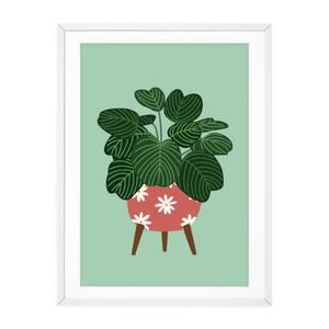 RETRO POT CALATHEA - TEAL