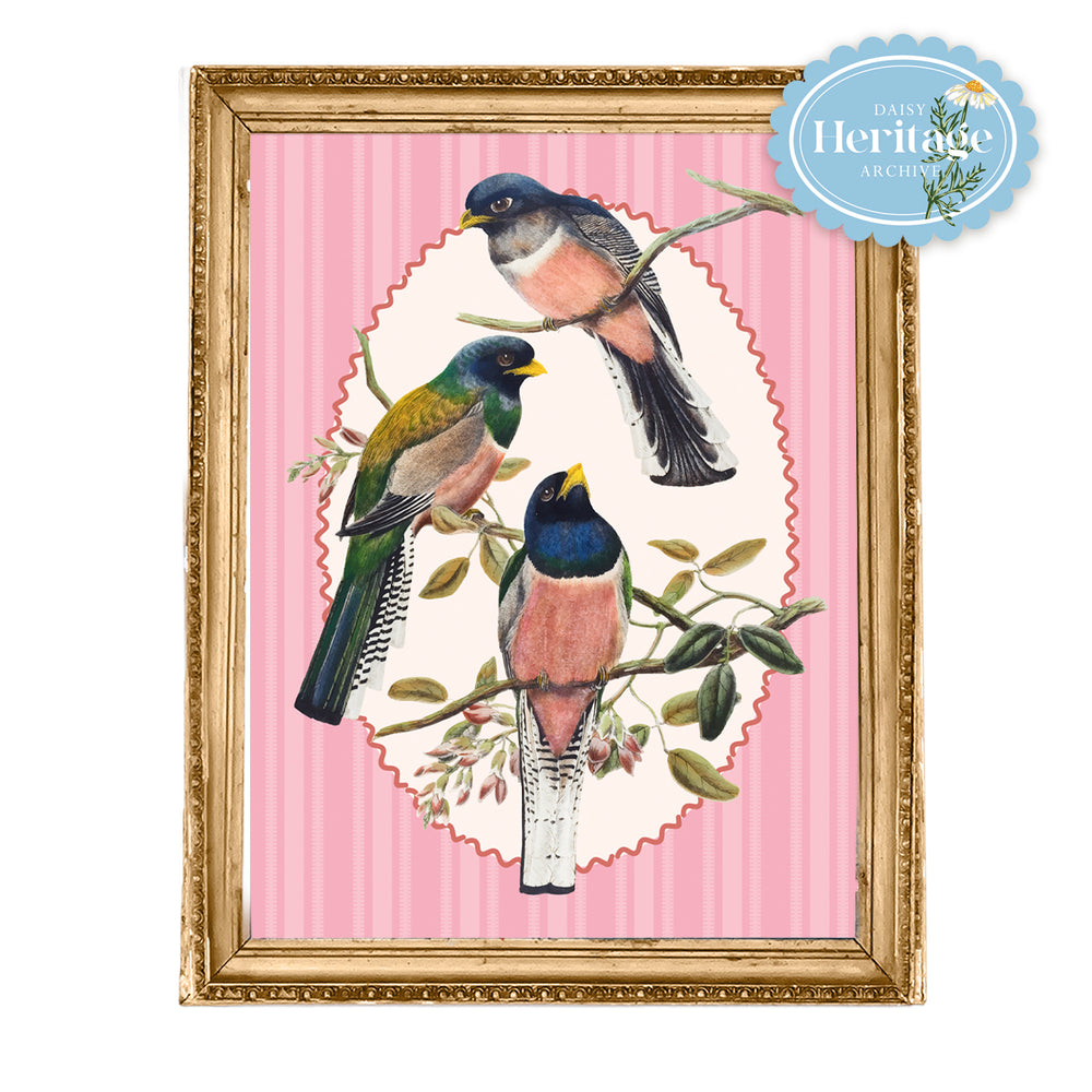 TROGON BIRD STUDY ON TICKING STRIPE